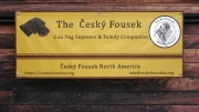 The Cesky Fousek